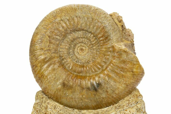 Jurassic Ammonite (Parkinsonia) Fossil - England #316263